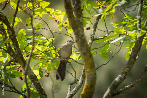 cat bird photo