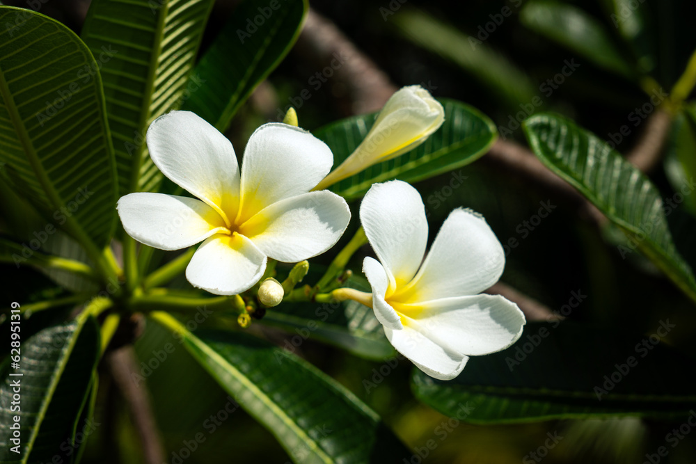 Fototapeta premium White Frangipani flowers on bunch of tree,sunlight ray.