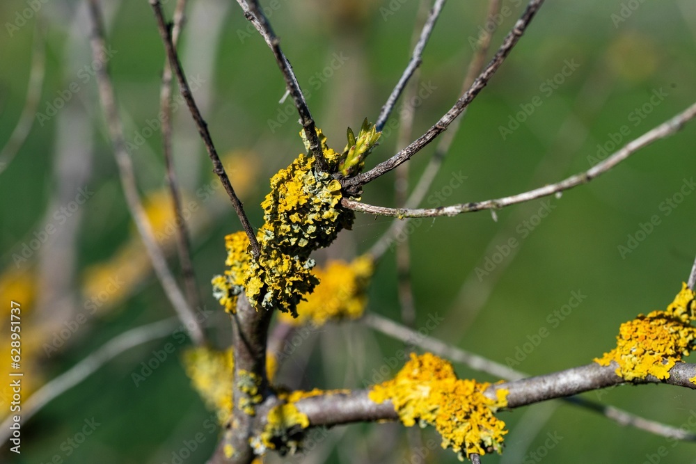 yellow lichens growing from branches of tree and shrub yellow lichens growing from branches of tree and shrub