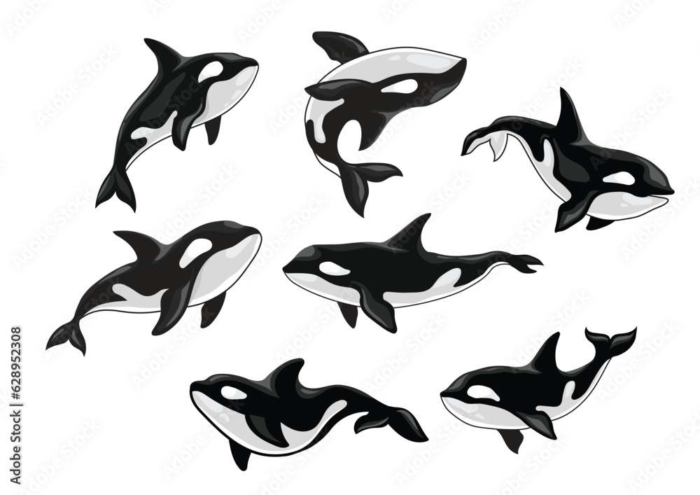 Vector of killer whales (Orcinus orca) - obrazy, fototapety, plakaty 