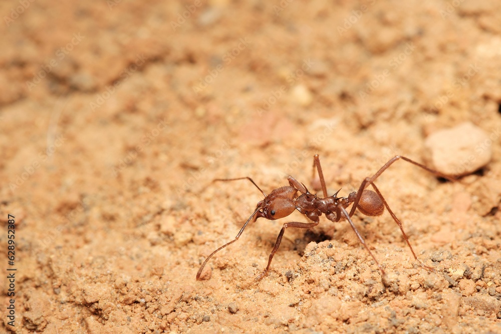 an ant is walking across the sand of the ground alone an ant is walking across the sand of the ground alone