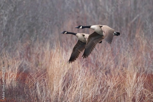 Canada geese soar gracefully through a lush meadow.