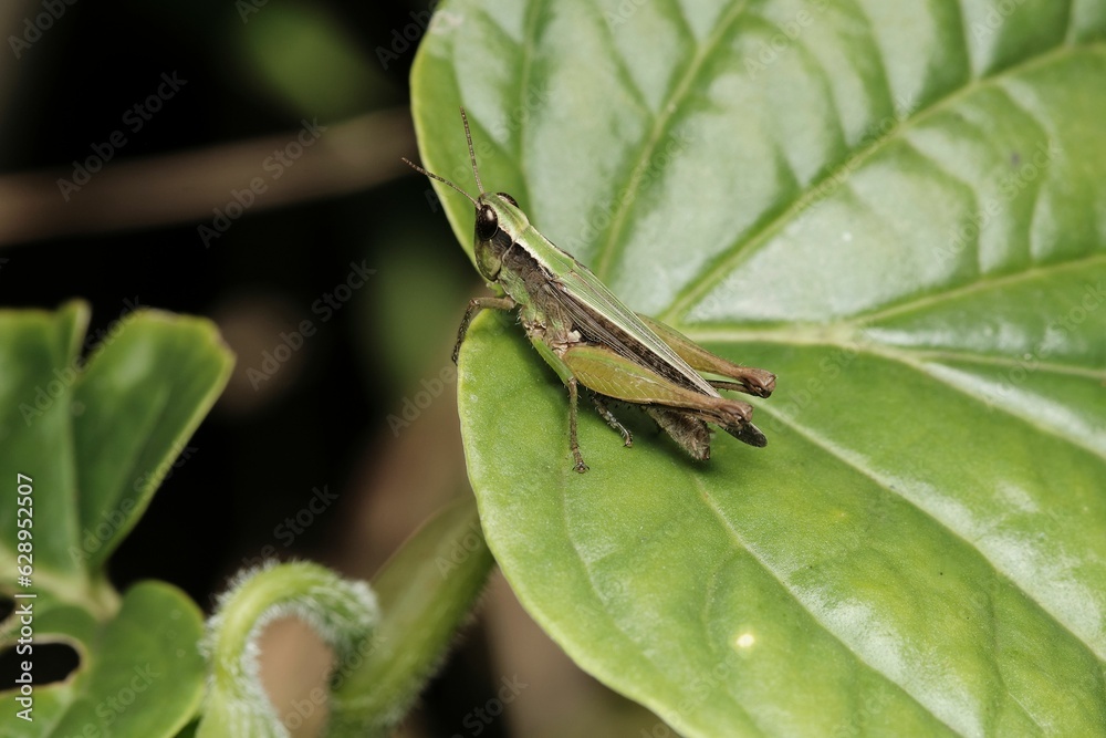 a close - up of a grasshopper with only its eyes open, sitting on a close - up of a grasshopper with only its eyes open, sitting on