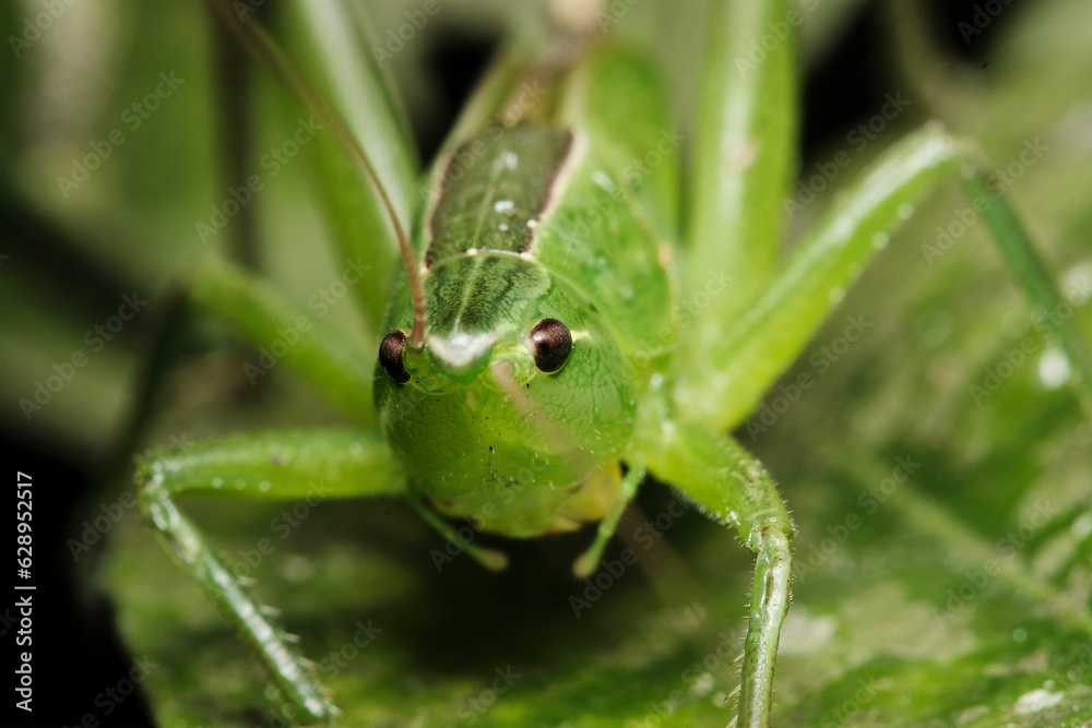 the green bug has been photographed sitting on a green leaf