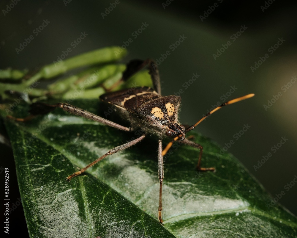 a bug that has its head close to the ground on a leaf a bug that has its head close to the ground on a leaf