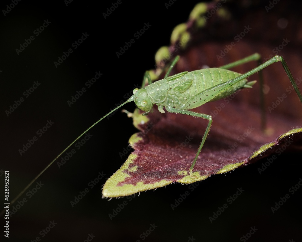 a bug with its long legs on top of a leaf a bug with its long legs on top of a leaf