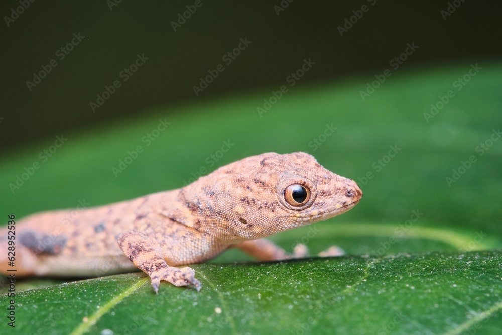 Fototapeta premium a small lizard is sitting on the leaf of a plant