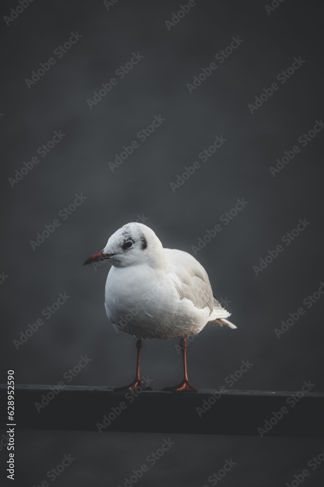 a Black-headed gull perched on a railing a Black-headed gull perched on a railing