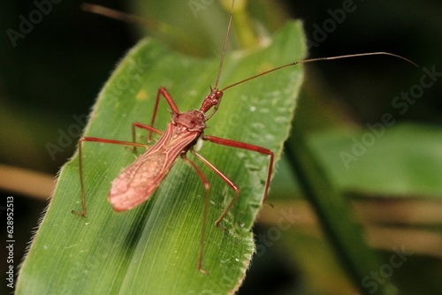 Macro shot of a Harpactorinae, a species of predatory true bug, captured from a closeup © Julian Avila/Wirestock Creators