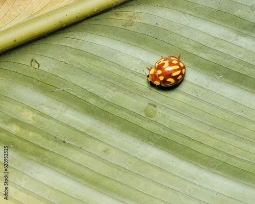 Closeup shot of the Halyzia sedecimguttata, a type of beetle photo