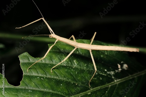 High-resolution closeup shot of a Phobaeticus kirbyi, a species of stick insect