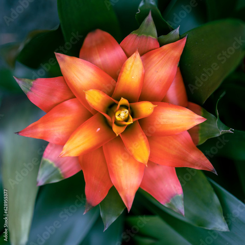Canistropsis is a genus of plants in the family Bromeliaceae, subfamily Bromelioideae.  photo
