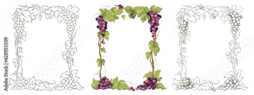 Set of design elements with vine. Vector graphic illustration, frames for wine label design.