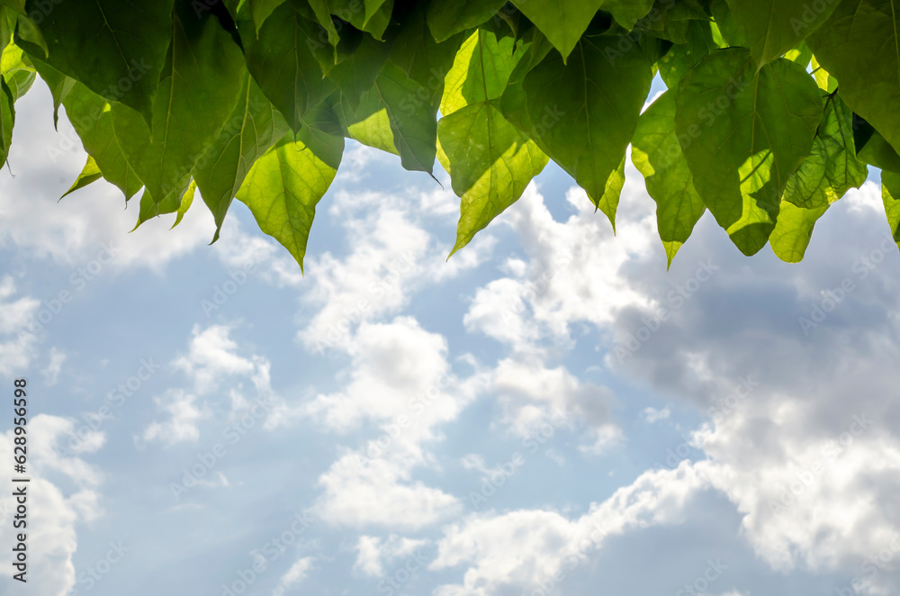 background image, maple leaves against the blue sky background image, maple leaves against the blue sky