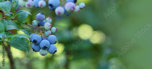 Branch of ripe, large blueberries. Selective focus.