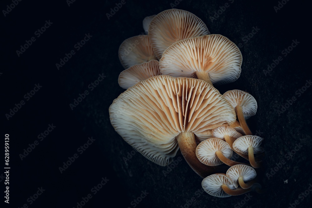 Closeup of growing mushrooms on a black background Closeup of growing mushrooms on a black background