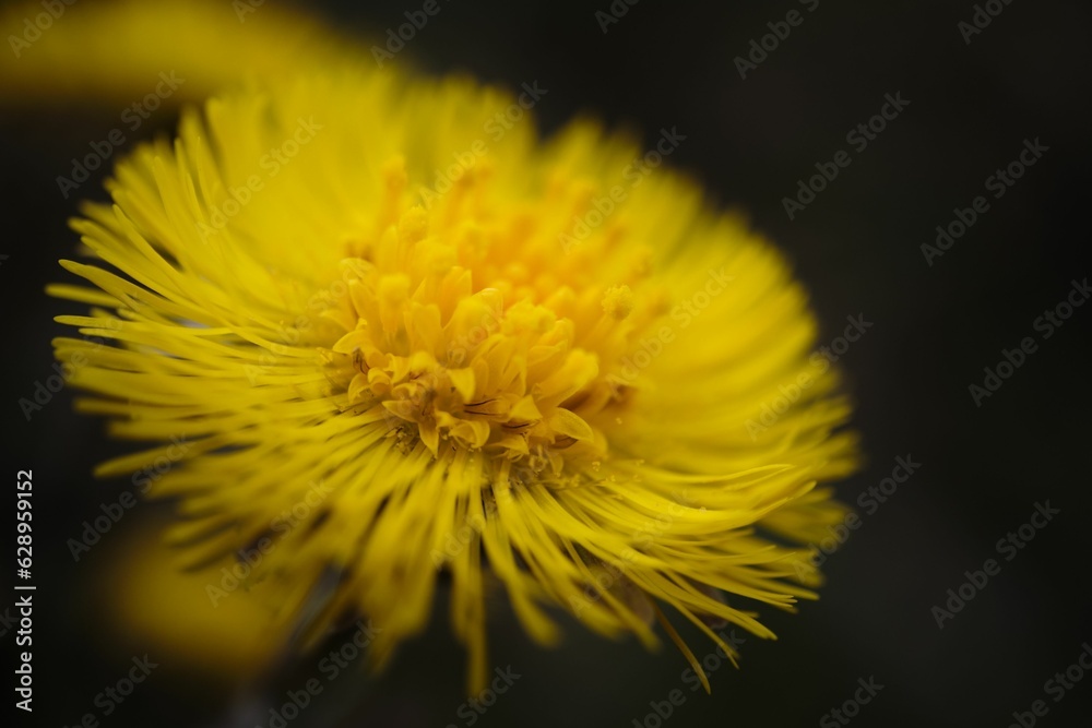 Closeup of blooming yellow Tussilago farfara Closeup of blooming yellow Tussilago farfara