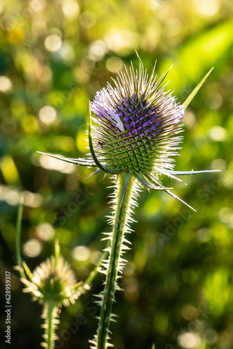 Flowering of the teasel, Dipsacus, Dipsacus sativus. 
A plant of the subfamily Dipsacoideae of the Honeysuckle family (Caprifoliaceae).  photo