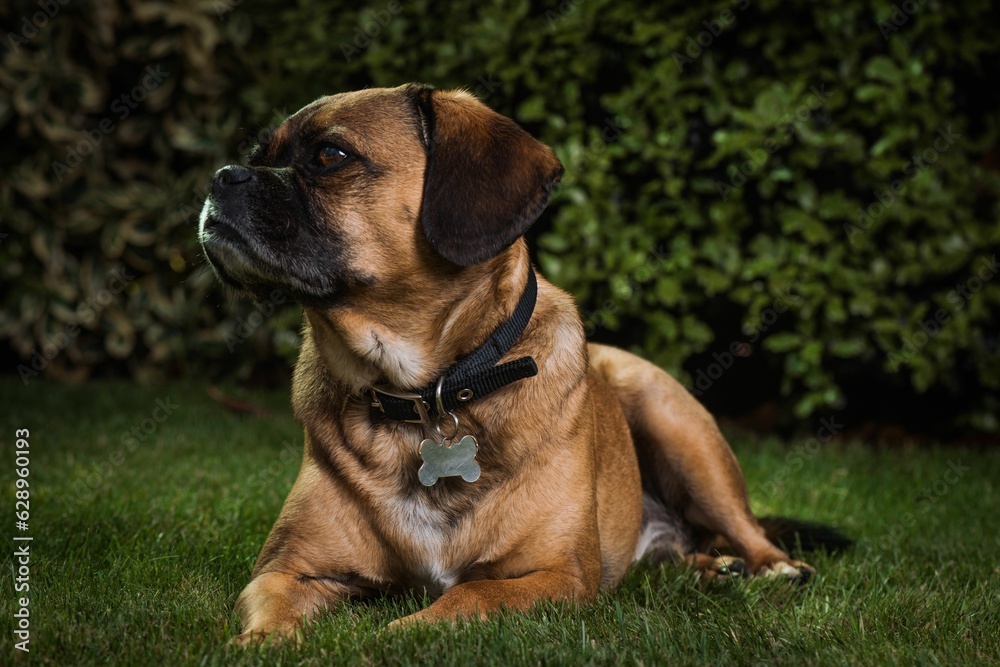 Medium-sized Puggle dog laying in a grassy area, looking up toward the sky
