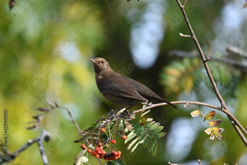 Closeup shot of a female blackbird (turdus merula) sitting in a rowan (sorbus) in autumn