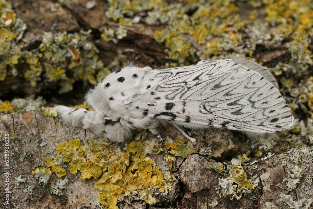 Closeup on the white Lesser Puss Moth , Cerura erminea sitting with closed wings on wood Closeup on the white Lesser Puss Moth , Cerura erminea sitting with closed wings on wood