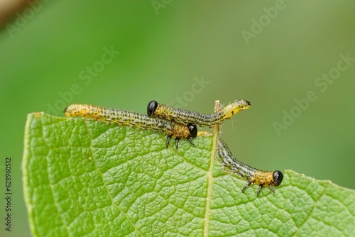 Closeup on the the spotted larvae of Willow sawfly , Nematus salicis on Salix caprea in the garden © Henk Wallays/Wirestock Creators