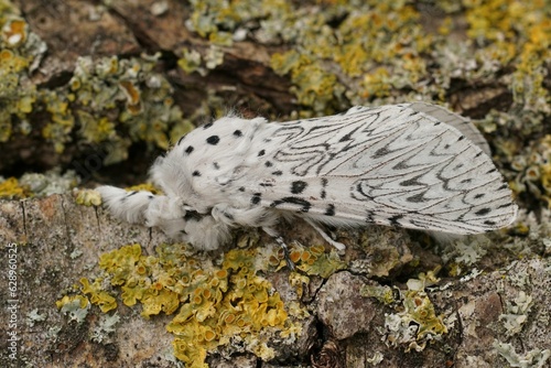 Closeup on the white Lesser Puss Moth , Cerura erminea sitting with closed wings on wood photo