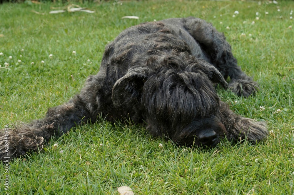 Closeup shot of a hairy black Bouvier de Flandres dog resting on the grass