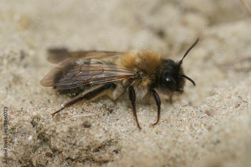 Closeup on a female of the endangered nycthemeral mining bee, Andrena nycthemera on sand Closeup on a female of the endangered nycthemeral mining bee, Andrena nycthemera on sand