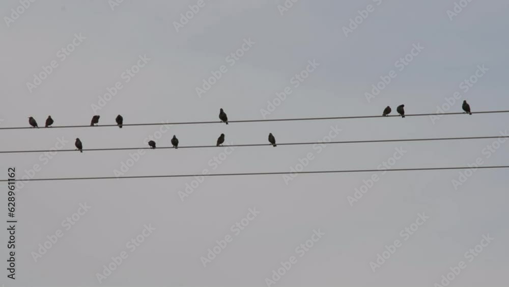 Close-up view of birds sitting on wires Close-up view of birds sitting on wires