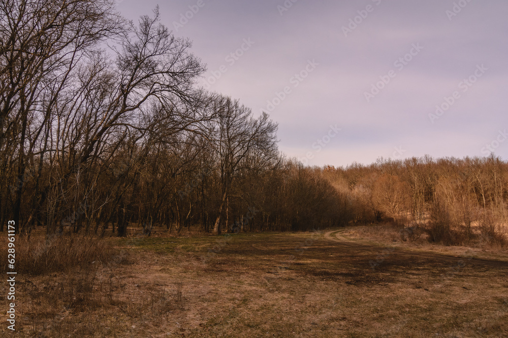 a clearing near a forest with bare trees, during sunset, against a background of a lilac sky with clouds a clearing near a forest with bare trees, during sunset, against a background of a lilac sky with clouds