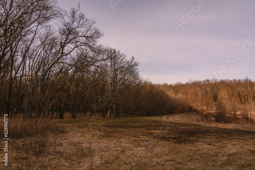 a clearing near a forest with bare trees, during sunset, against a background of a lilac sky with clouds