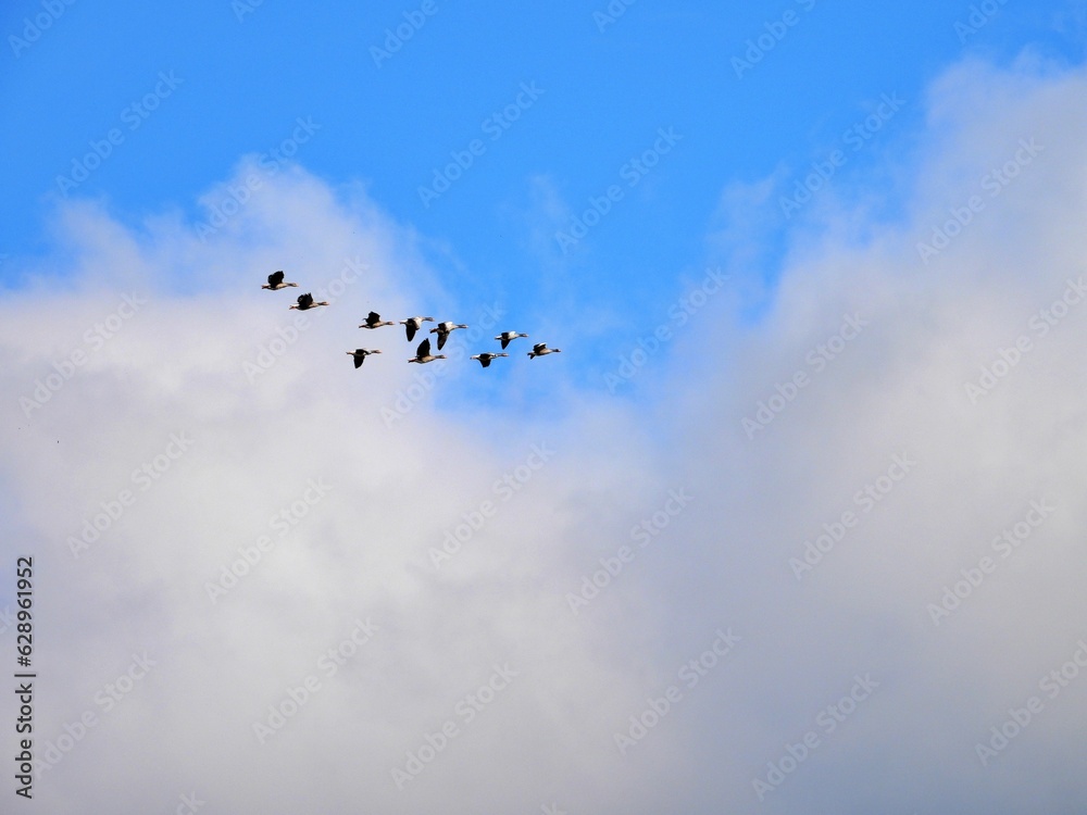 Obraz premium Vogelschwarm im Flug