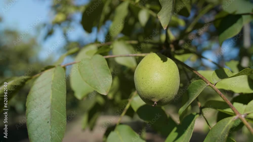 Close-up view of a green walnut growing on a tree Close-up view of a green walnut growing on a tree