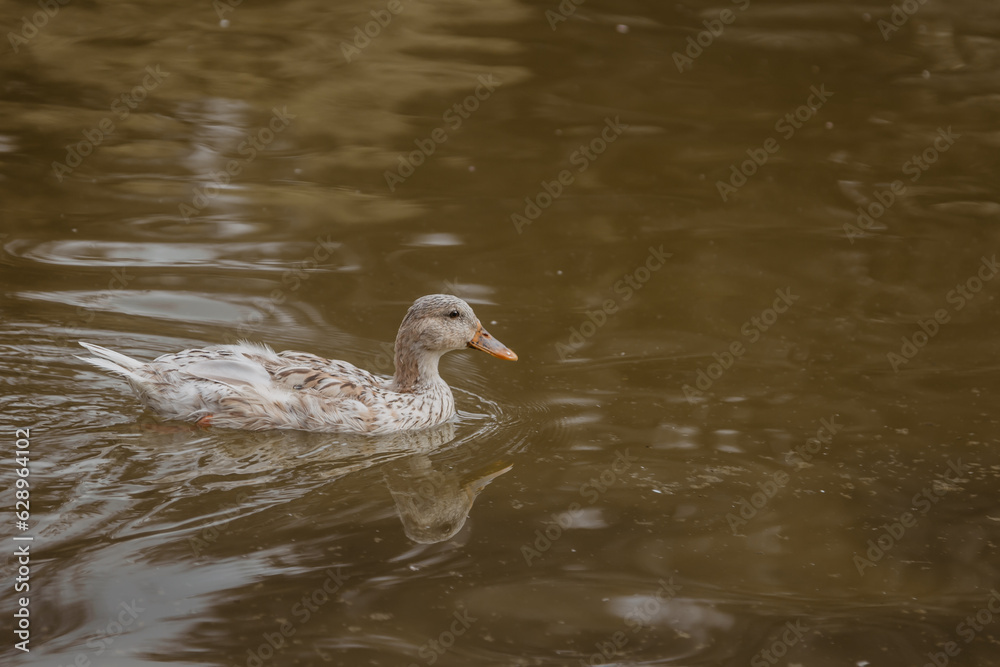 duck in the water duck in the water