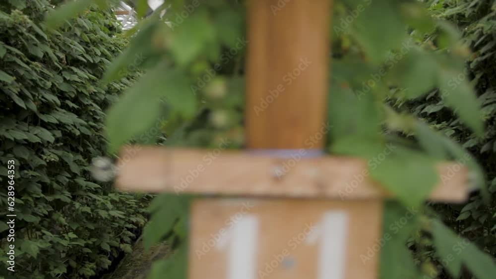 Close-up view of plant bushes growing in a row in a greenhouse Close-up view of plant bushes growing in a row in a greenhouse