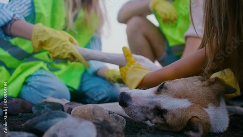 team group of volunteersVeterinary help homeless animals ,inspection of a stray dog close-up slow mo