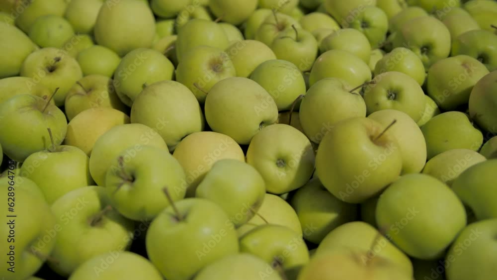 Close-up view of harvested green apples Close-up view of harvested green apples