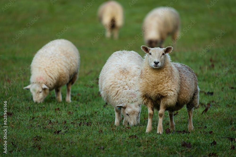 Closeup of sheep grazing in a meadow with one staring at the camera with a blurry background Closeup of sheep grazing in a meadow with one staring at the camera with a blurry background