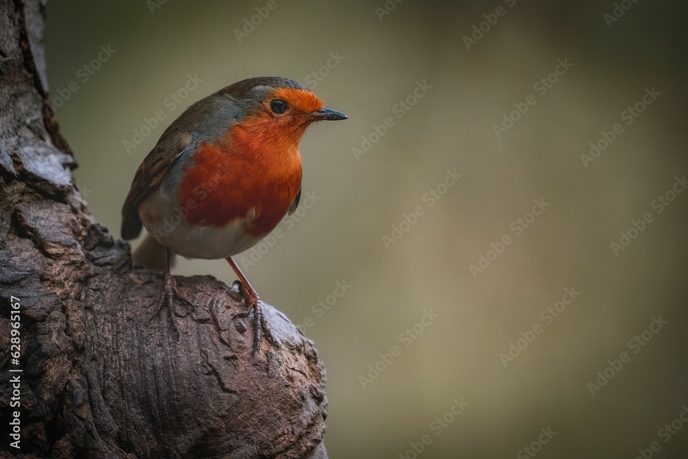 the small bird is perched on a tree limb with its mouth open the small bird is perched on a tree limb with its mouth open