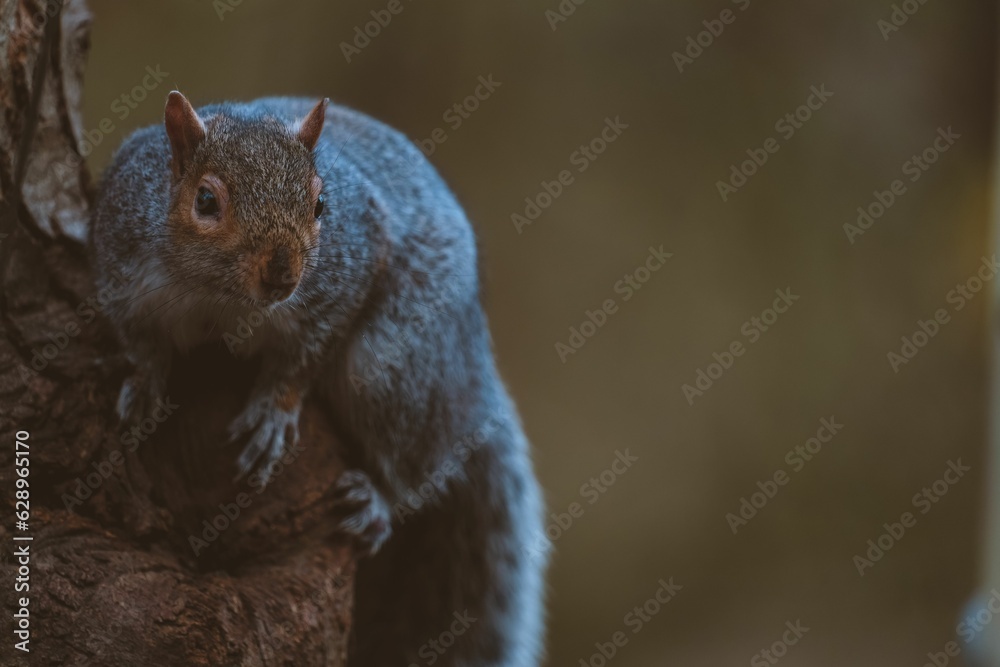 Closeup of a grey squirrel perched atop a tree trunk with a blurry background