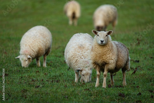 Closeup of sheep grazing in a meadow with one staring at the camera with a blurry background