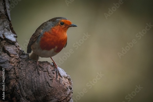 the small bird is perched on a tree limb with its mouth open