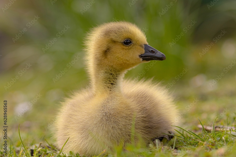 Closeup of a little duck perched on green grass