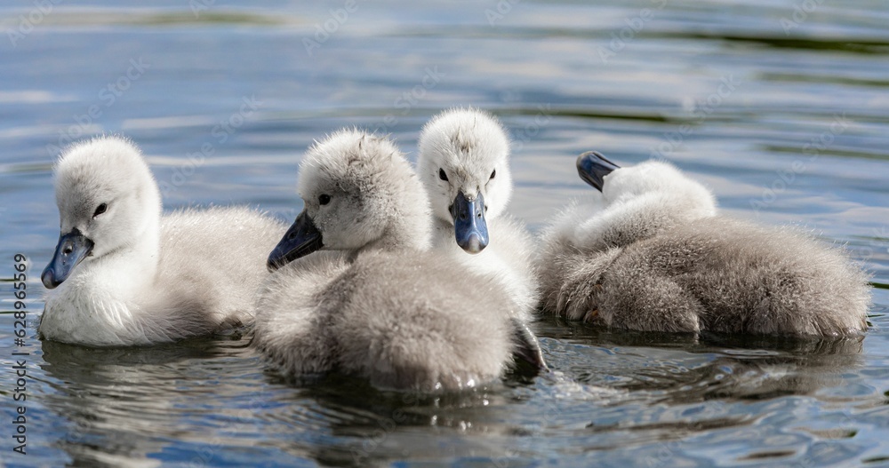 Scenic view of a group of baby swans swimming in a lake Scenic view of a group of baby swans swimming in a lake