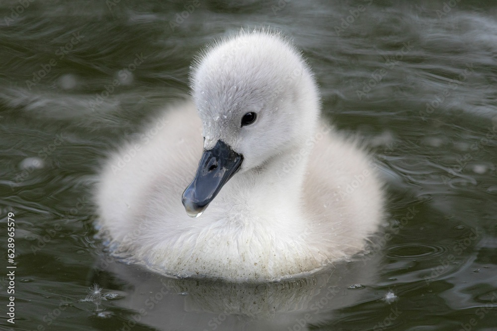 Closeup of a cute baby swan swimming in a tranquil lake Closeup of a cute baby swan swimming in a tranquil lake