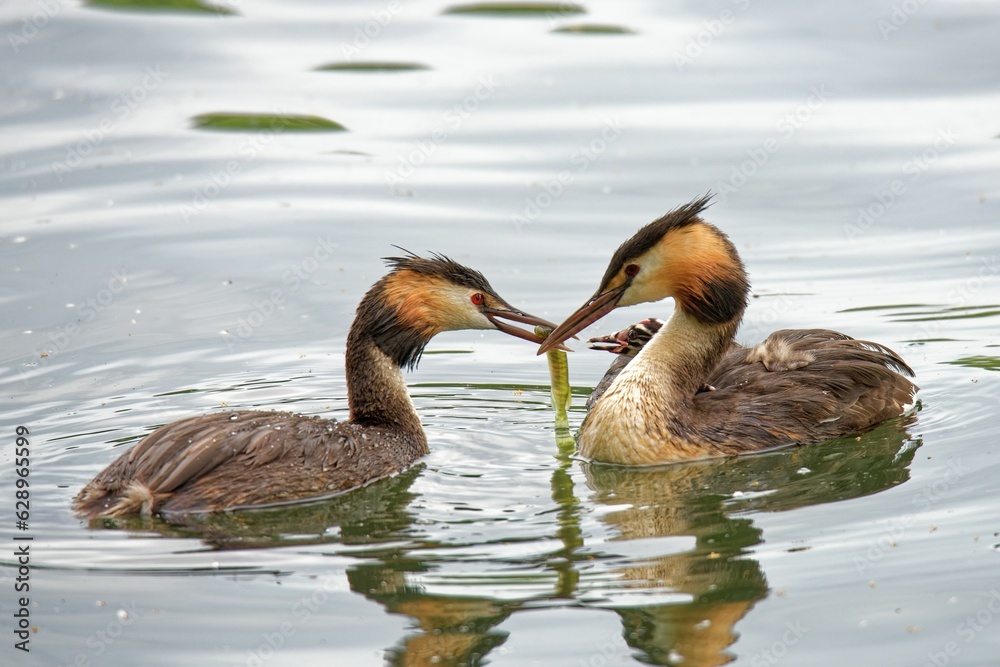 Closeup shot of a pair of great crested grebe birds feeding a freshly caught worm to a chick