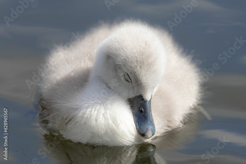Fototapeta Naklejka Na Ścianę i Meble -  Closeup of a cute baby swan swimming in a tranquil lake