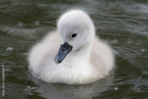 Fototapeta Naklejka Na Ścianę i Meble -  Closeup of a cute baby swan swimming in a tranquil lake