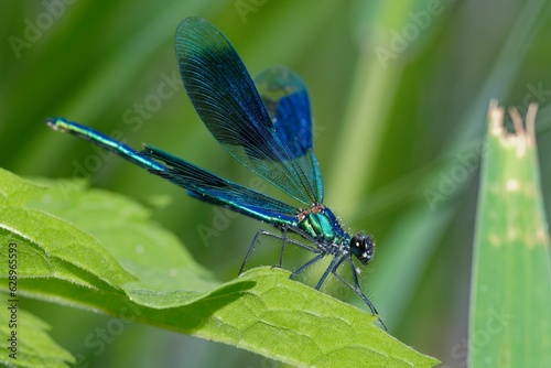 Banded demoiselle (Calopteryx splendens) in sunlight